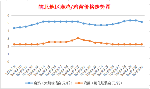 皖北麻鸡行情最新动态分析